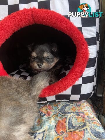 Pomeranian puppies the very BEST