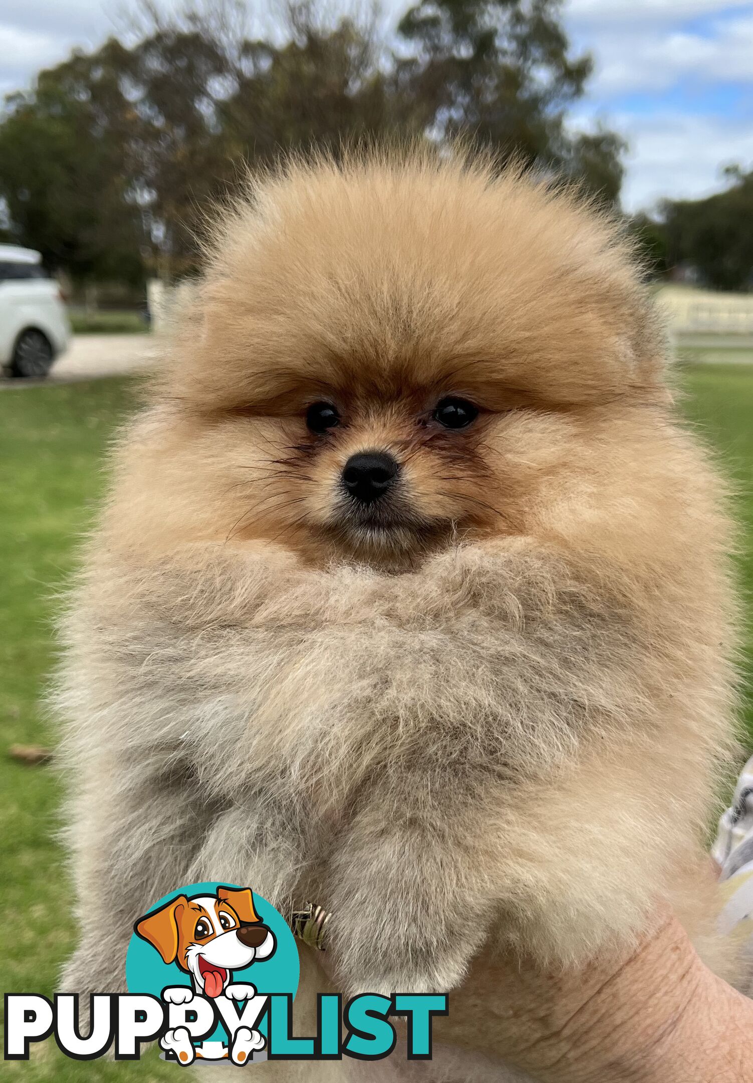 Pomeranian puppies the very BEST