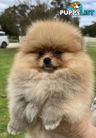 Pomeranian puppies the very BEST
