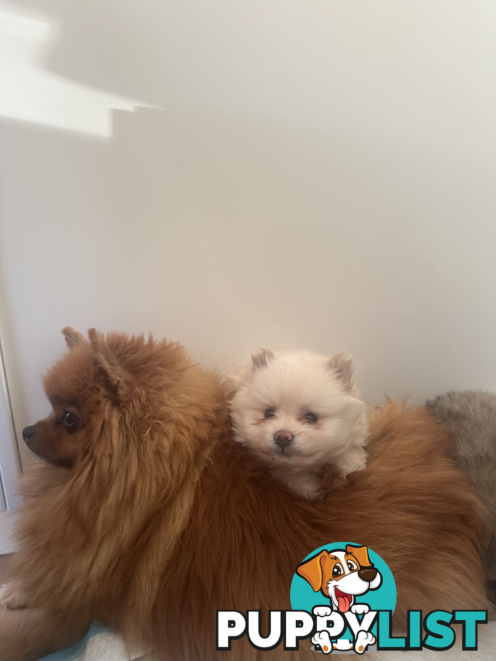 Pomeranian puppies the very BEST