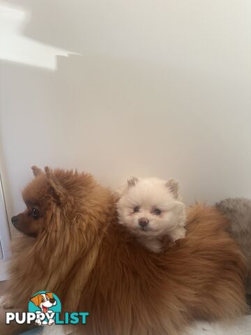 Pomeranian puppies the very BEST