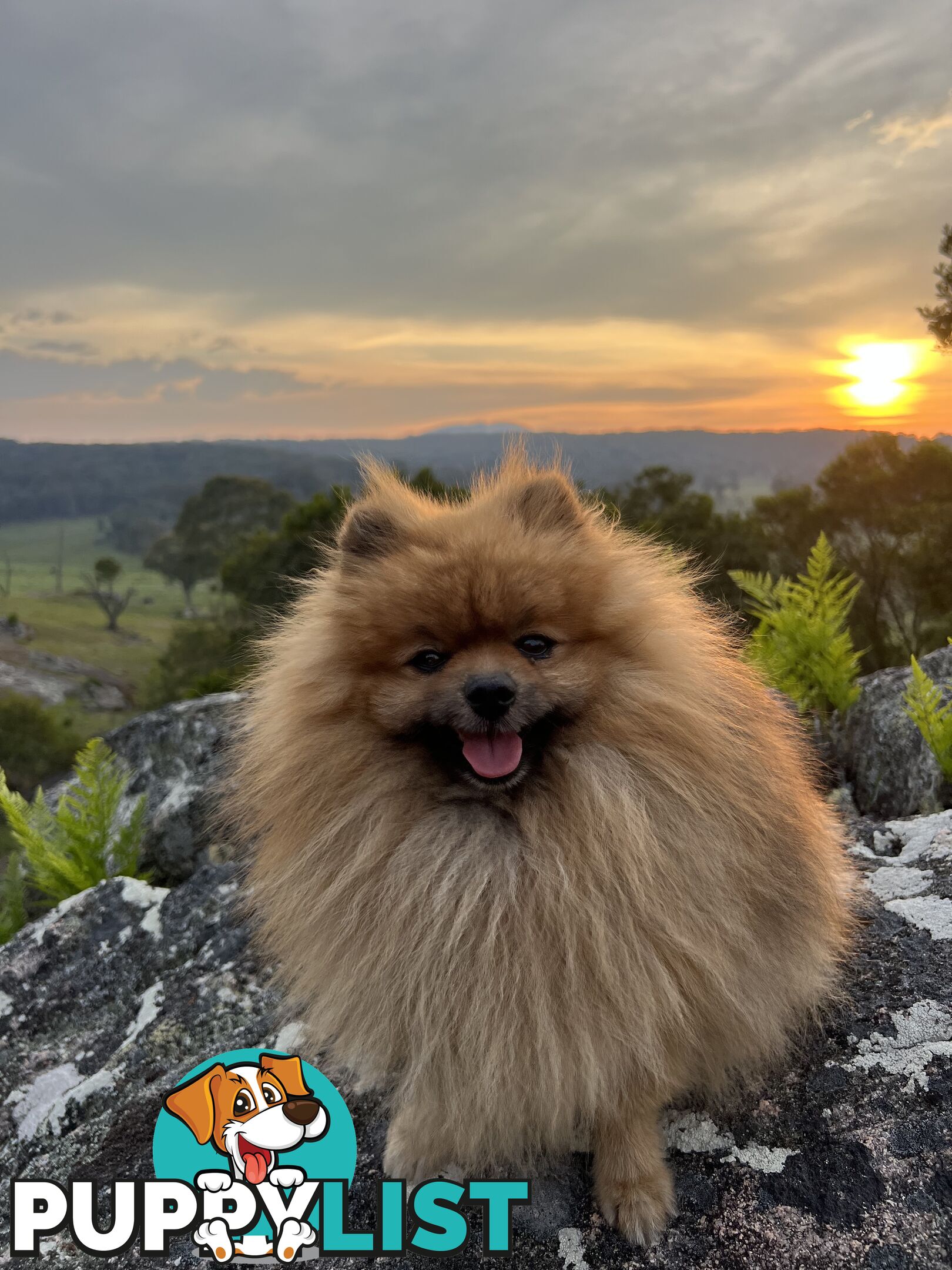 Pomeranian puppies the very BEST