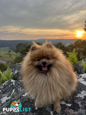 Pomeranian puppies the very BEST