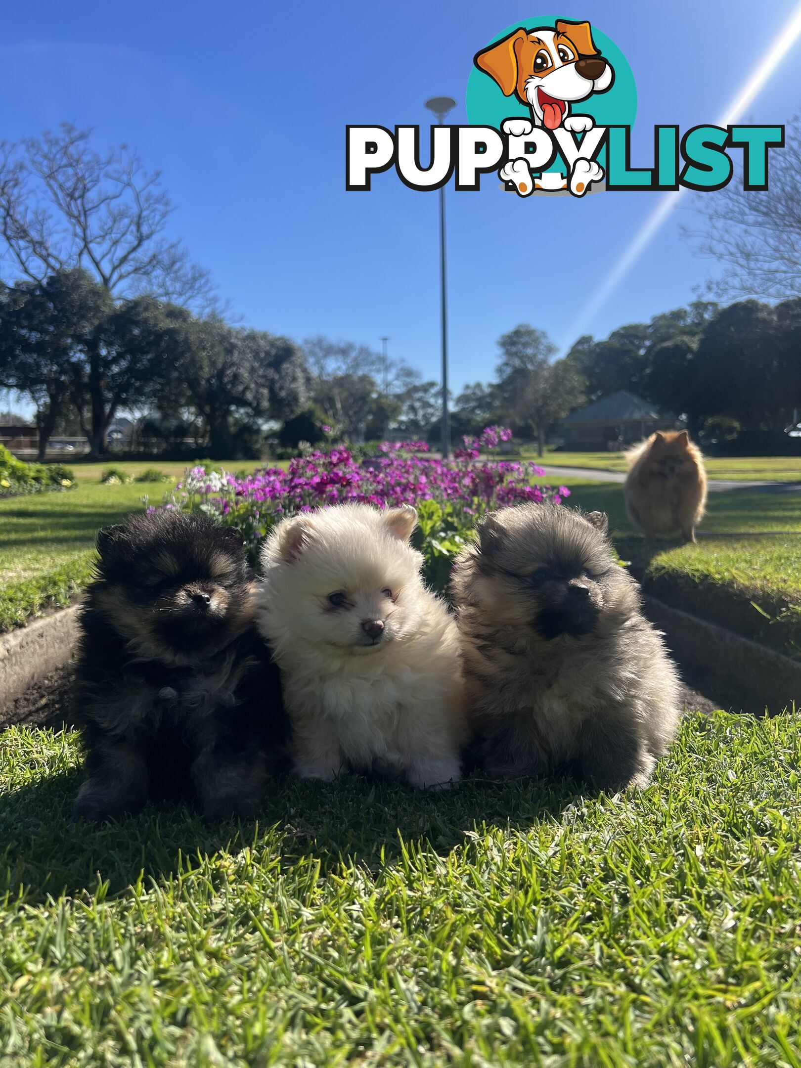 Pomeranian puppies the very BEST