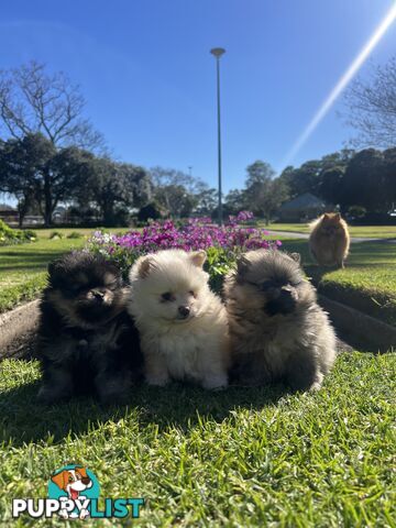 Pomeranian puppies the very BEST