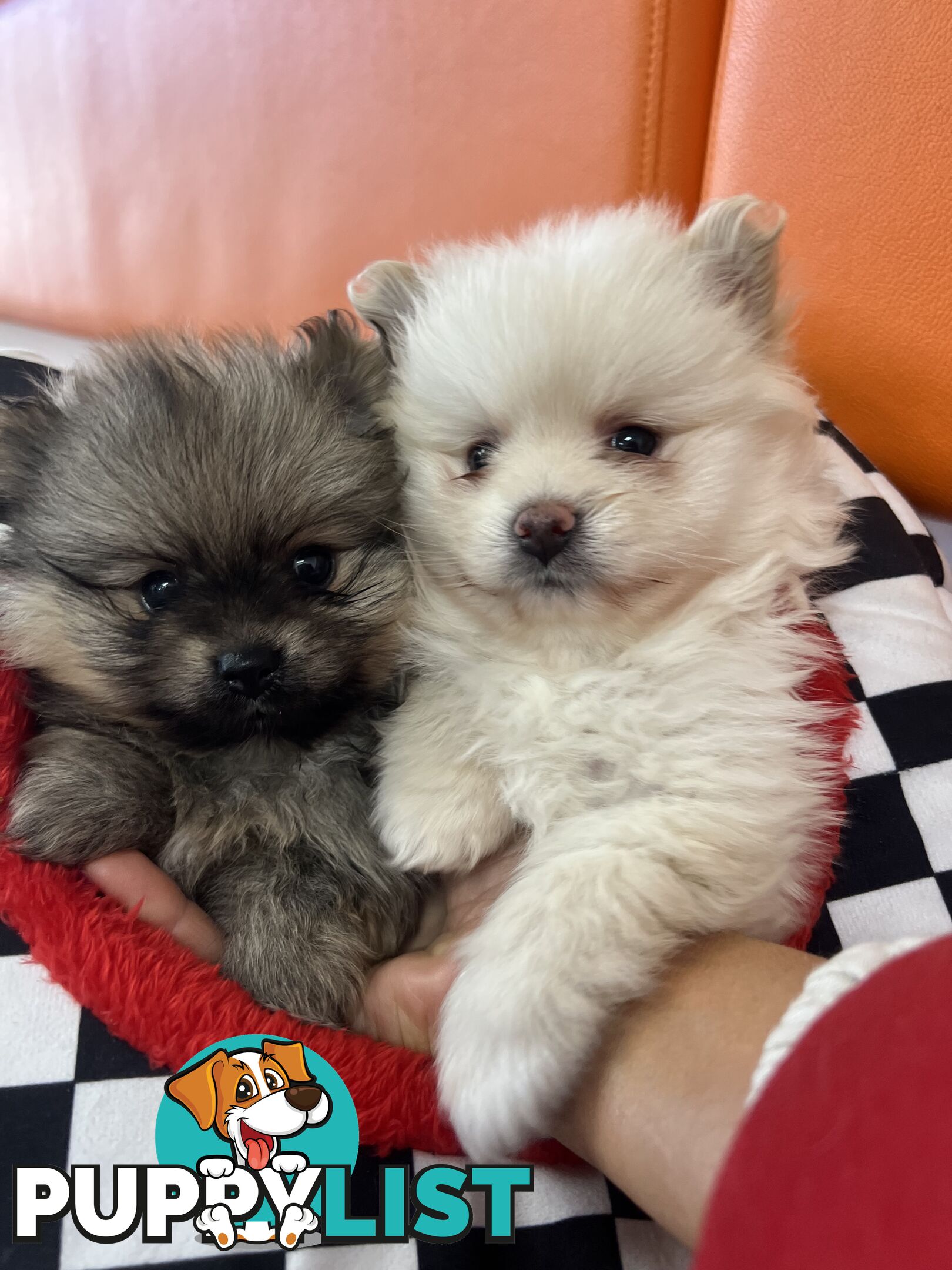Pomeranian puppies the very BEST
