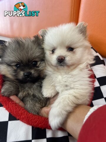 Pomeranian puppies the very BEST