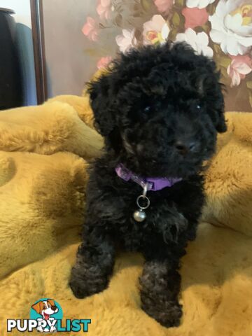 Bouncing baby black toy Cavoodles