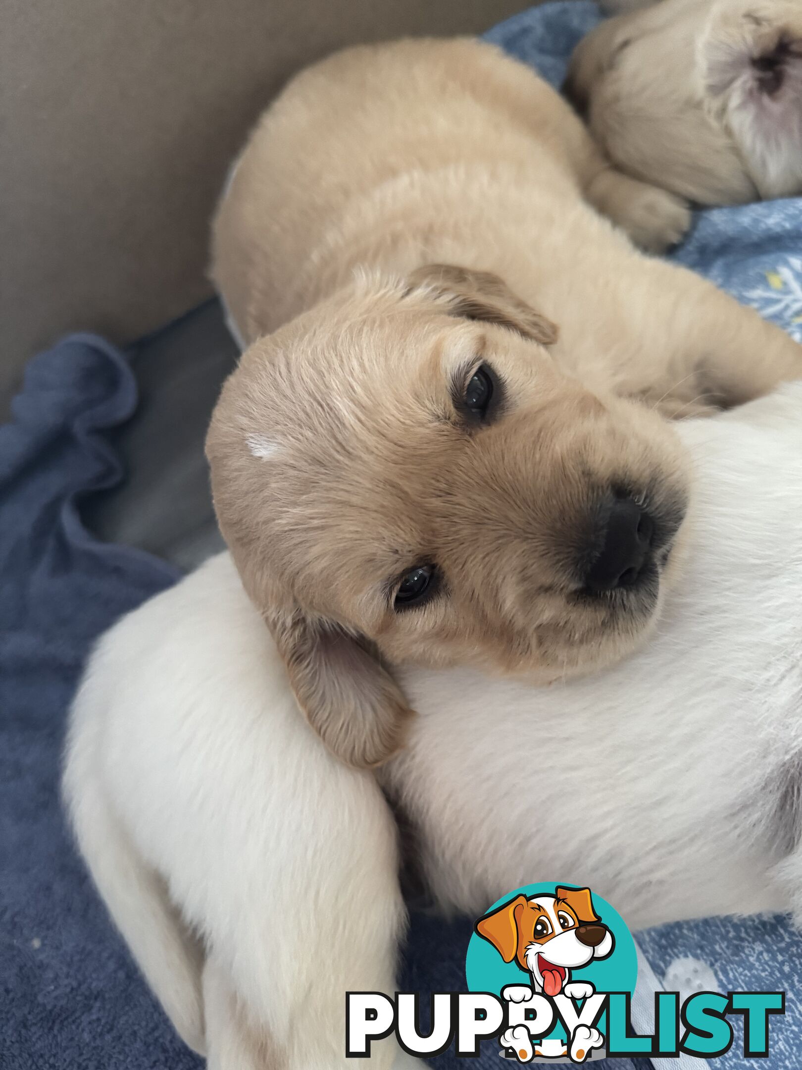 Purebred Gold Retriever Puppies Hip/Elbow and DNA cleared