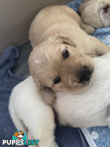 Purebred Gold Retriever Puppies Hip/Elbow and DNA cleared