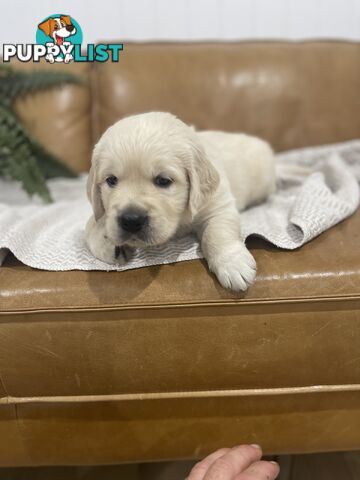 Purebred Gold Retriever Puppies Hip/Elbow and DNA cleared