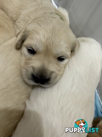 Purebred Gold Retriever Puppies Hip/Elbow and DNA cleared