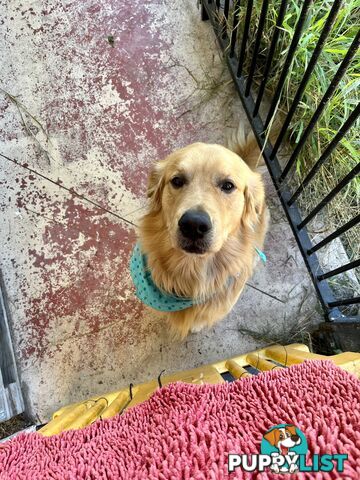 Purebred Gold Retriever Puppies Hip/Elbow and DNA cleared