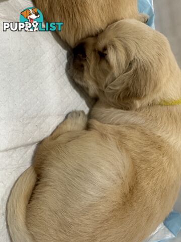 Purebred Gold Retriever Puppies Hip/Elbow and DNA cleared