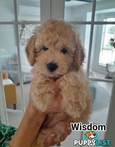 ■  6 PUREBRED MINI POODLES 3BOYS 3GIRLS, (BOTANICA)