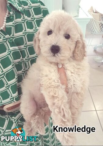 ■  6 PUREBRED MINI POODLES 3BOYS 3GIRLS, (BOTANICA)