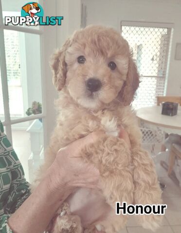 ■  6 PUREBRED MINI POODLES 3BOYS 3GIRLS, (BOTANICA)