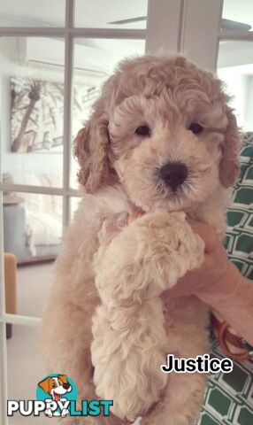 ■  6 PUREBRED MINI POODLES 3BOYS 3GIRLS, (BOTANICA)