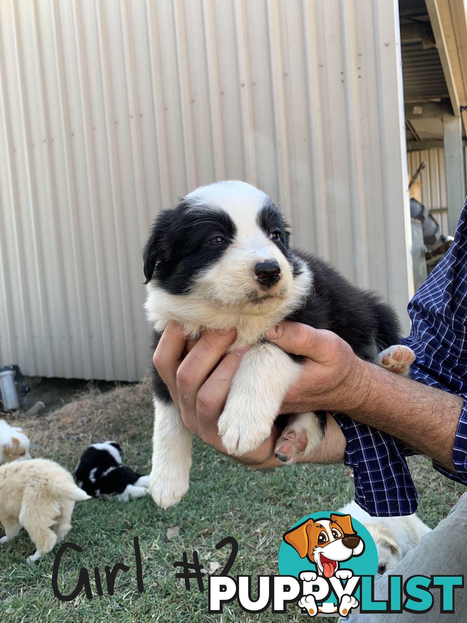 Adorable and fluffy border collie pups