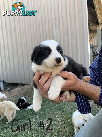 Adorable and fluffy border collie pups