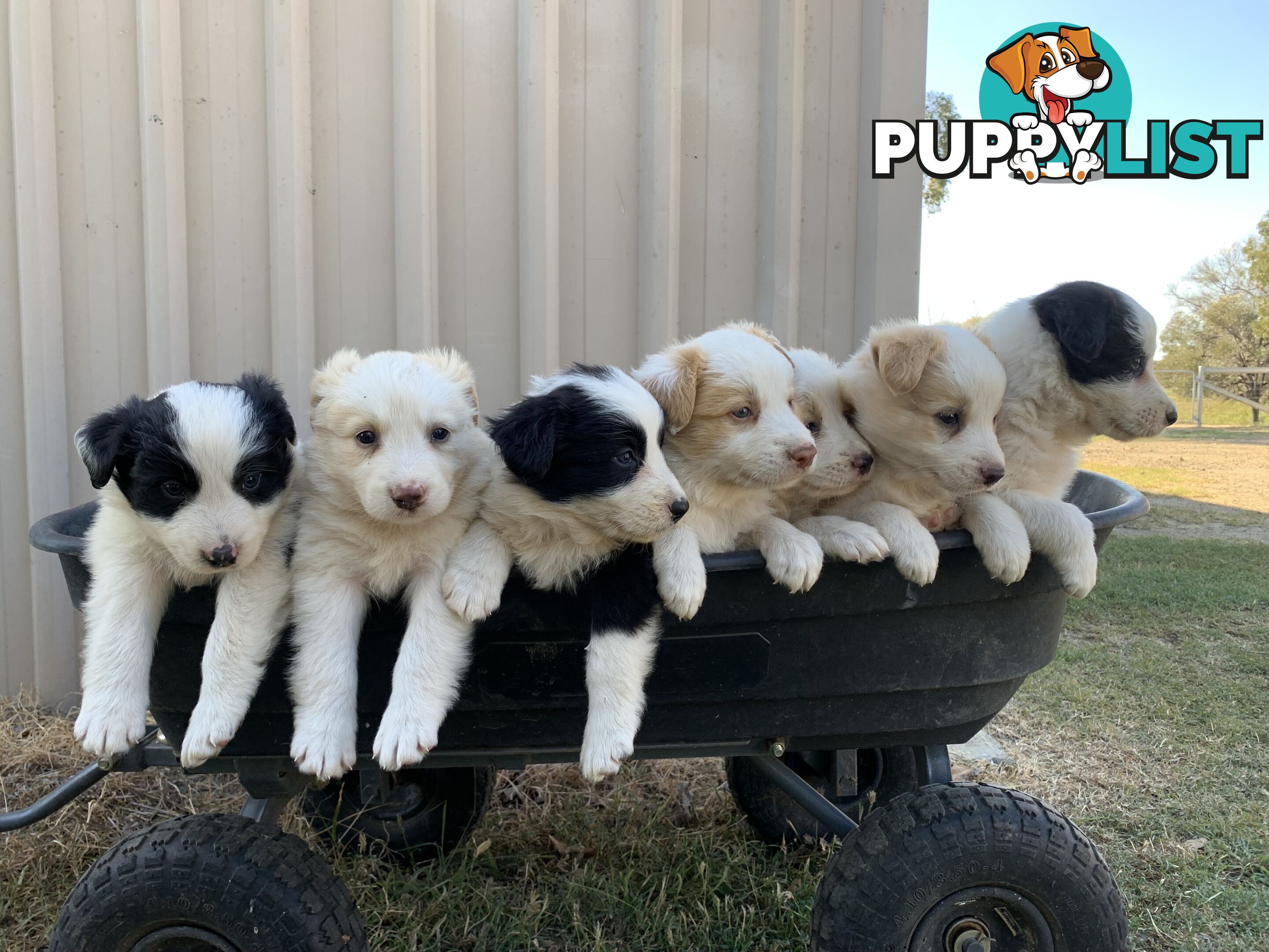 Adorable and fluffy border collie pups