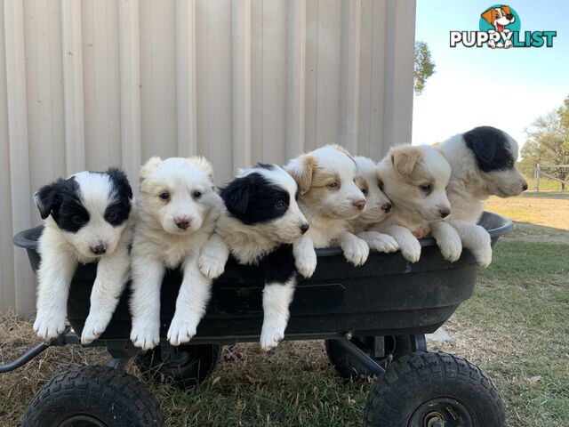 Adorable and fluffy border collie pups