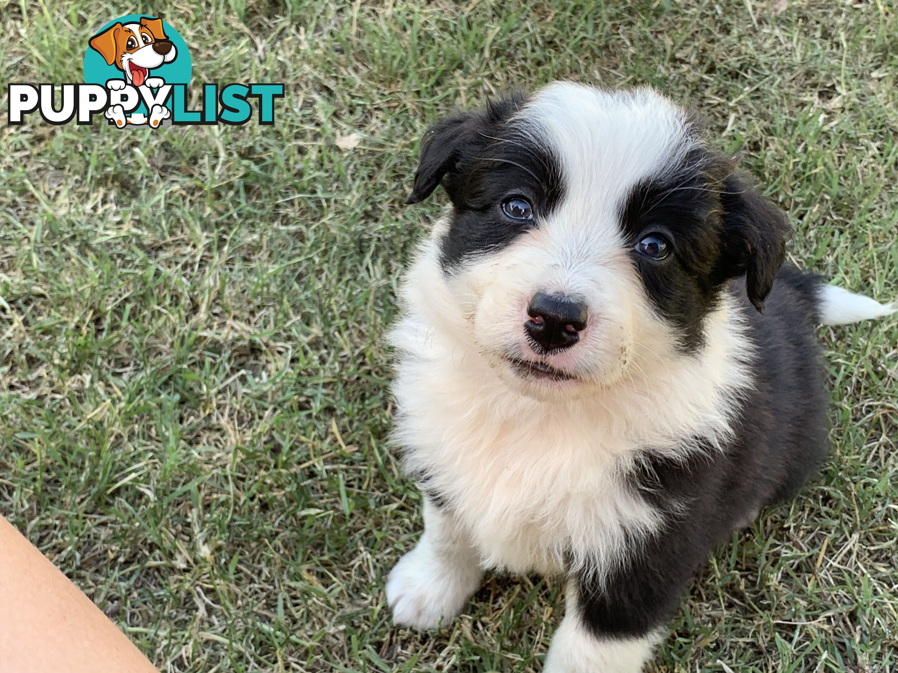 Adorable and fluffy border collie pups