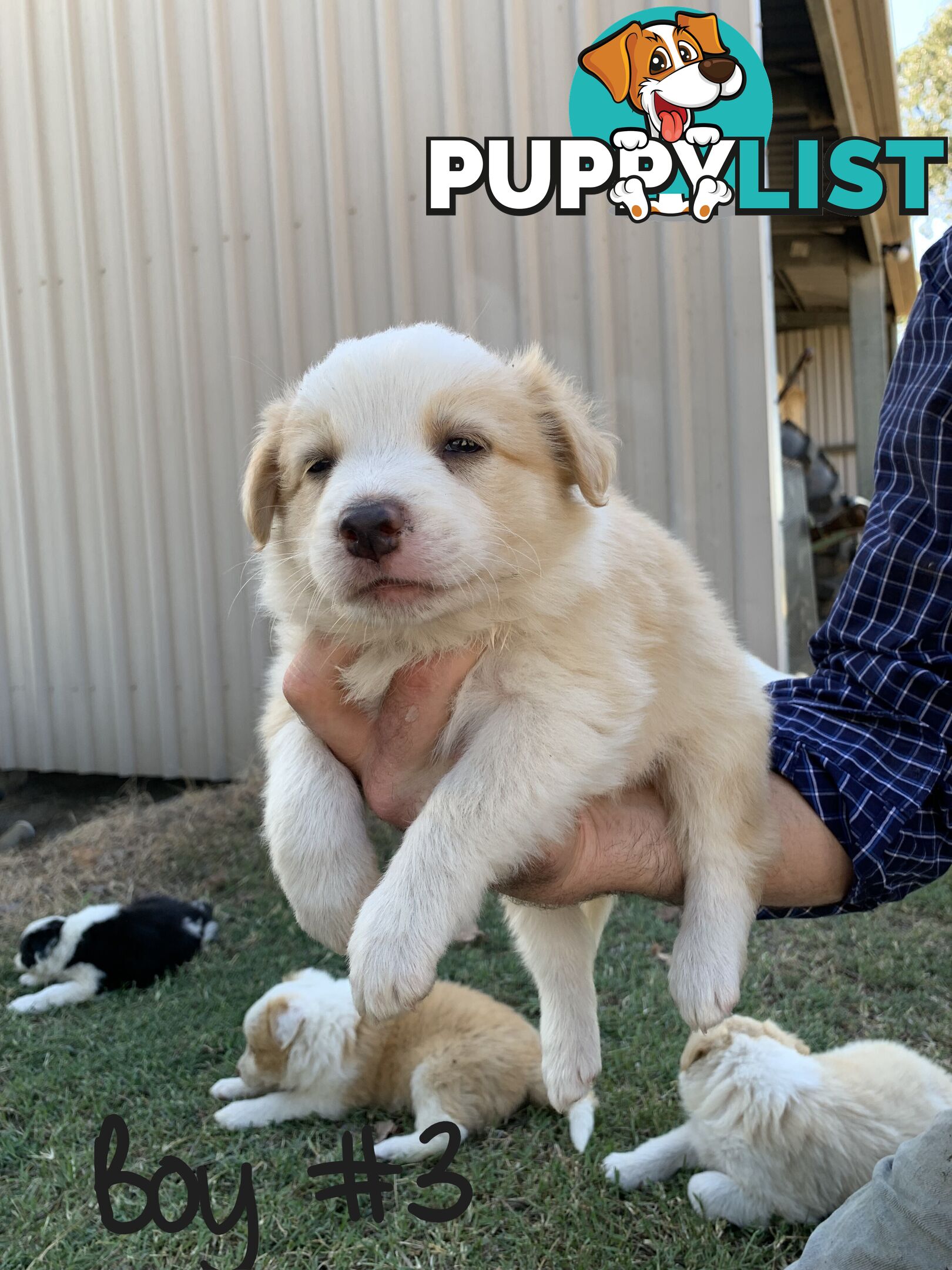 Adorable and fluffy border collie pups