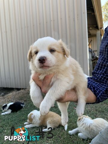 Adorable and fluffy border collie pups