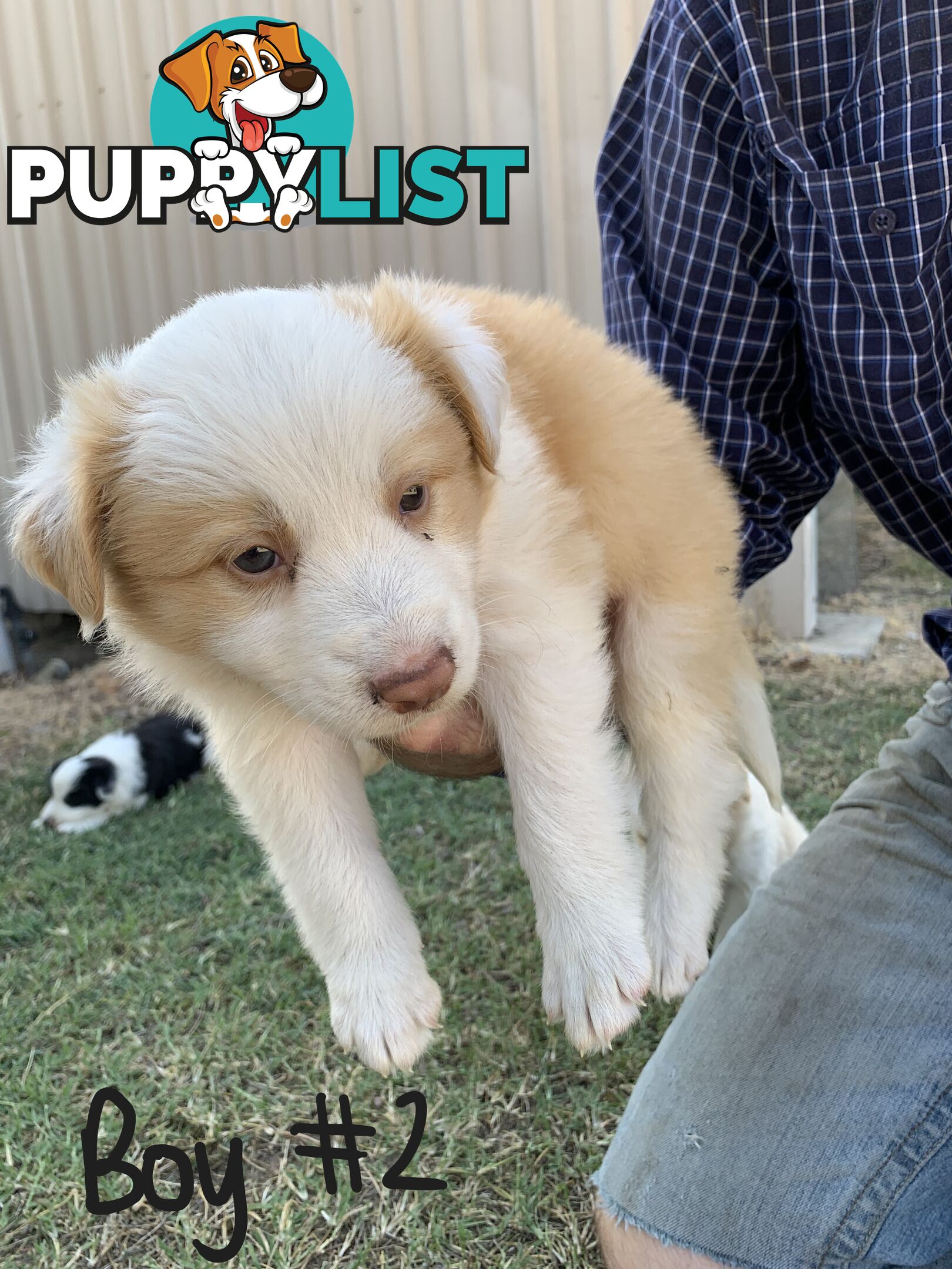 Adorable and fluffy border collie pups