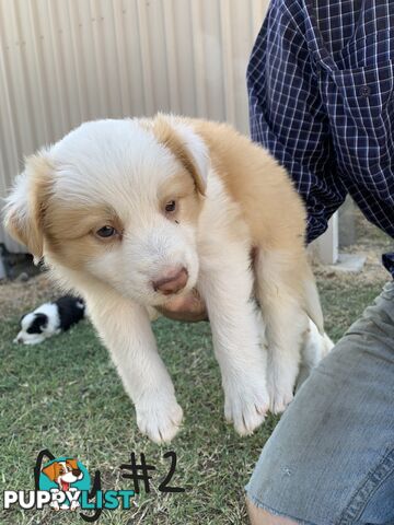 Adorable and fluffy border collie pups