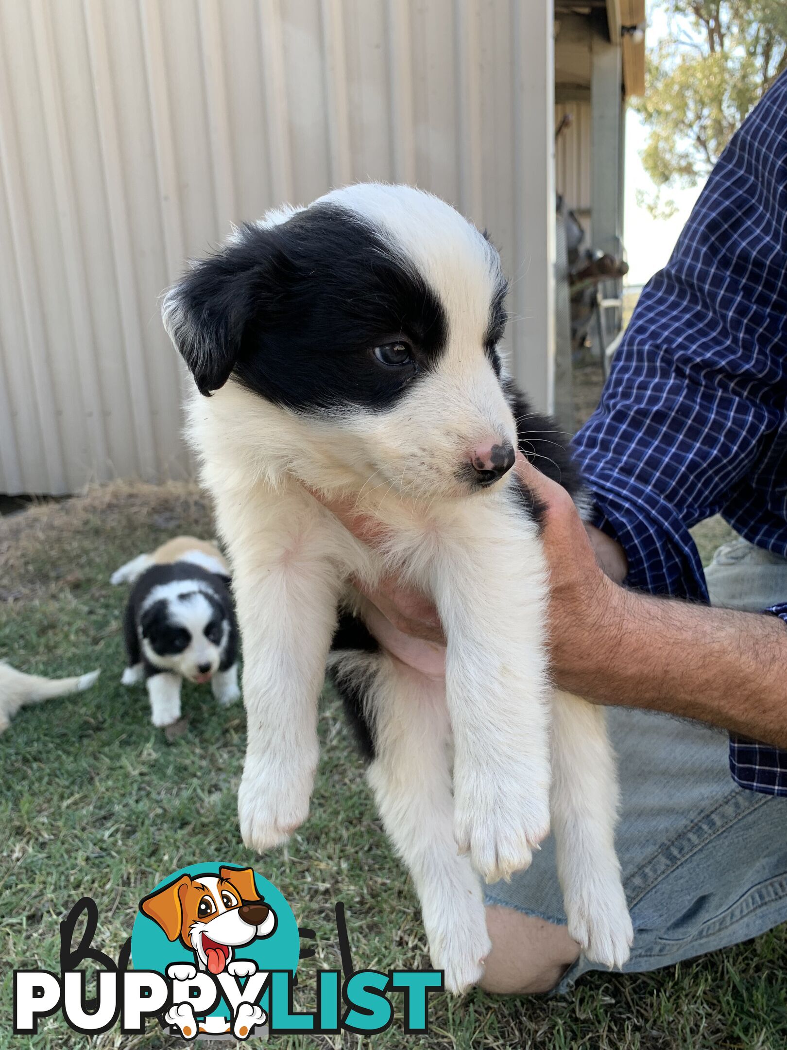 Adorable and fluffy border collie pups