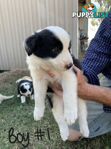 Adorable and fluffy border collie pups