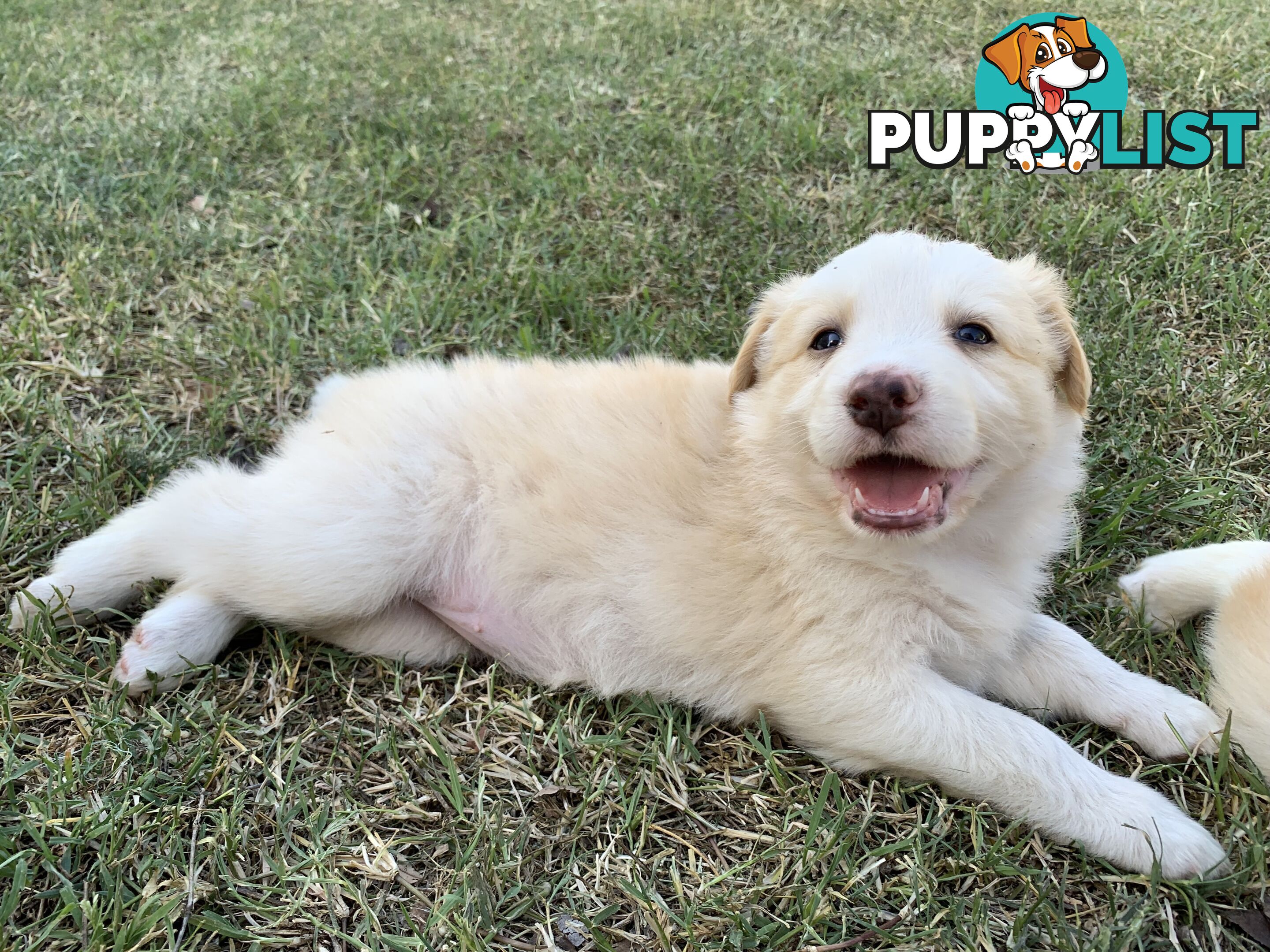 Adorable and fluffy border collie pups