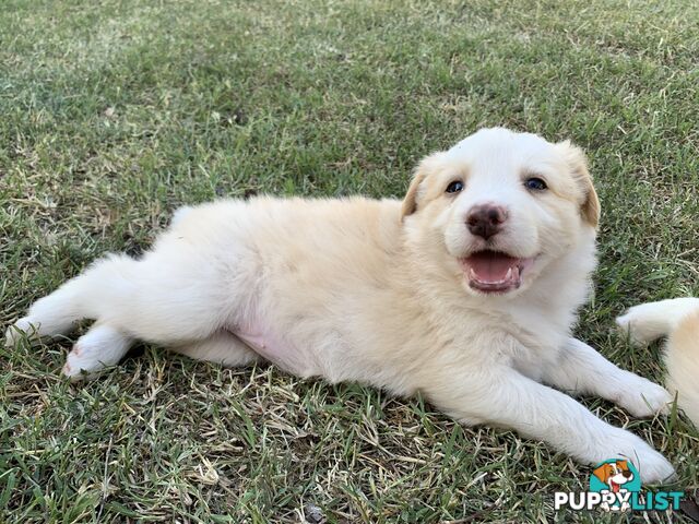 Adorable and fluffy border collie pups