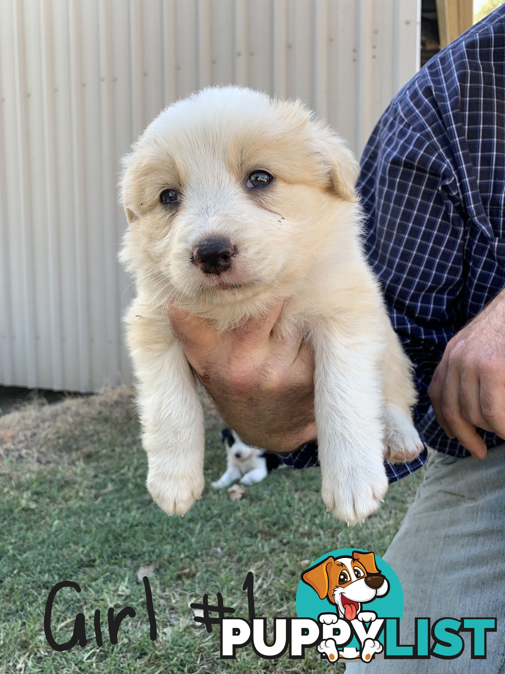 Adorable and fluffy border collie pups