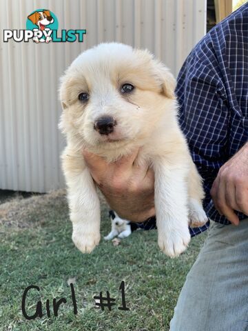 Adorable and fluffy border collie pups