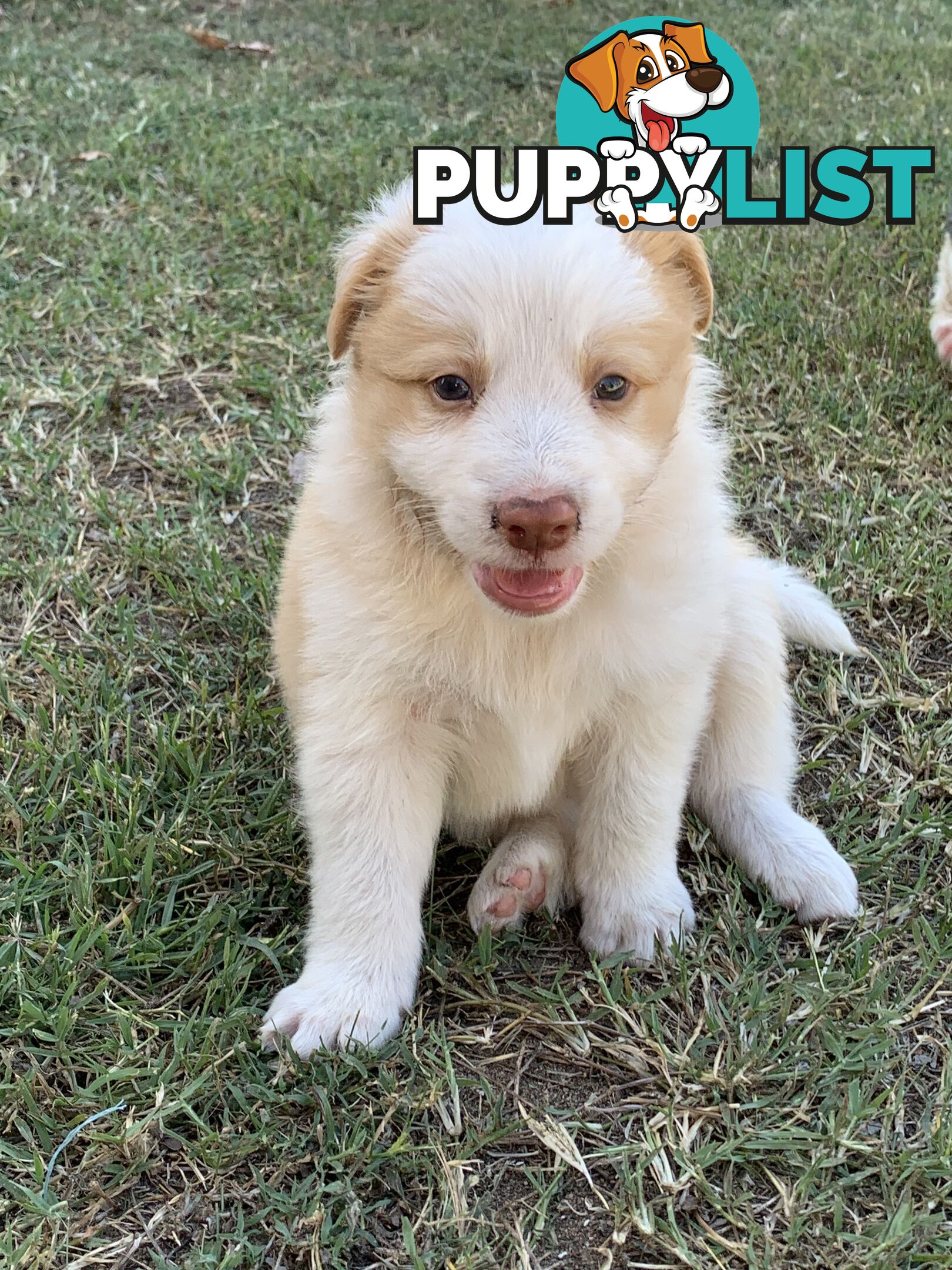 Adorable and fluffy border collie pups