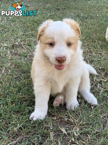 Adorable and fluffy border collie pups