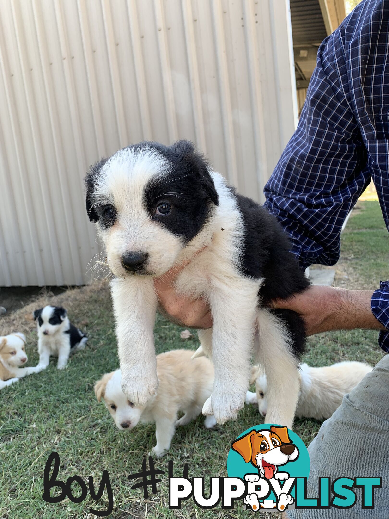 Adorable and fluffy border collie pups