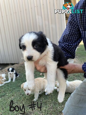 Adorable and fluffy border collie pups