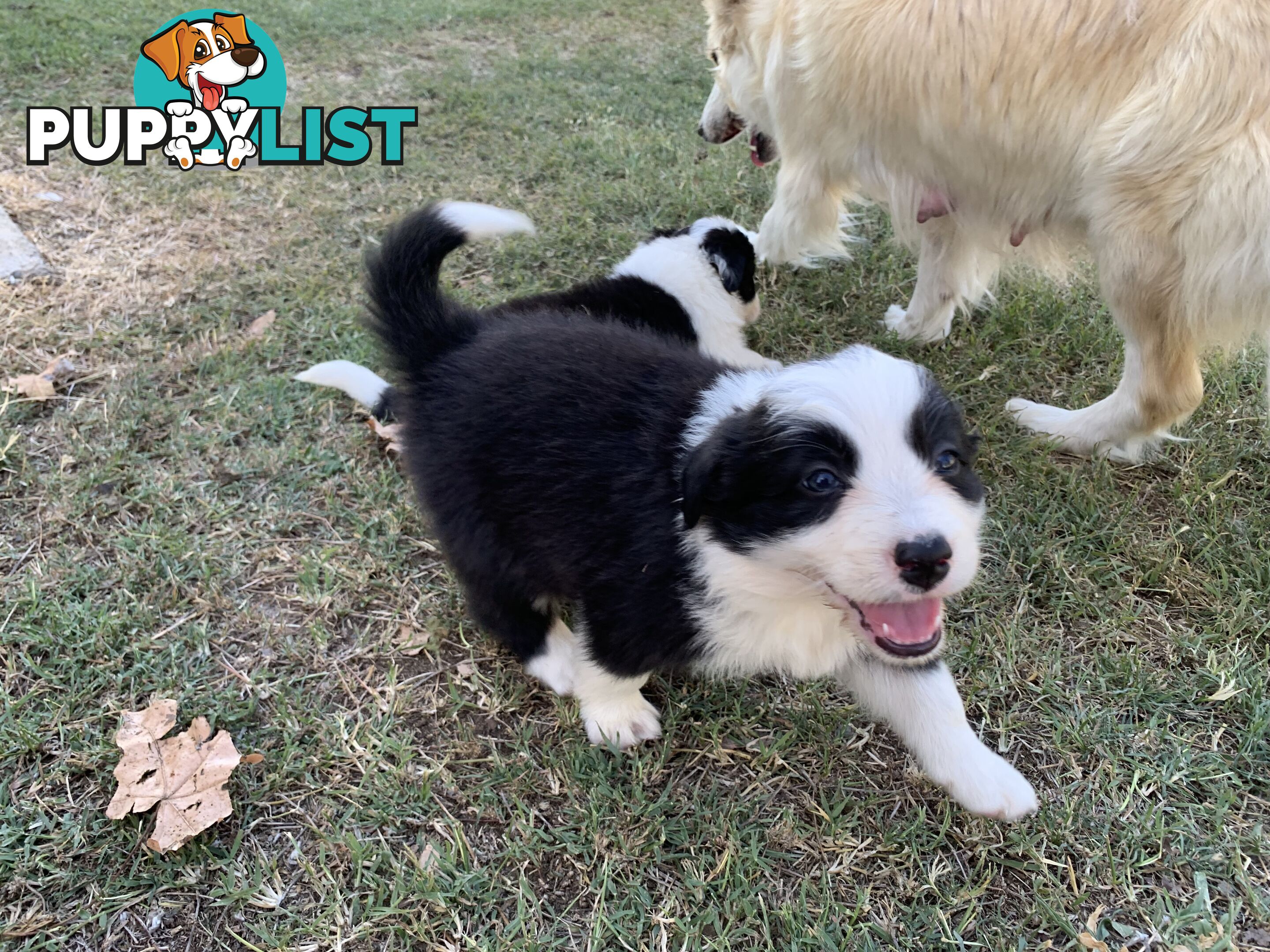 Adorable and fluffy border collie pups