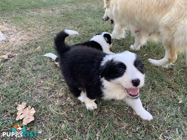 Adorable and fluffy border collie pups