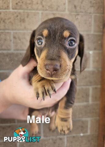 Miniature Dachsund Puppies