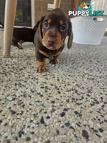 Miniature Dachsund Puppies