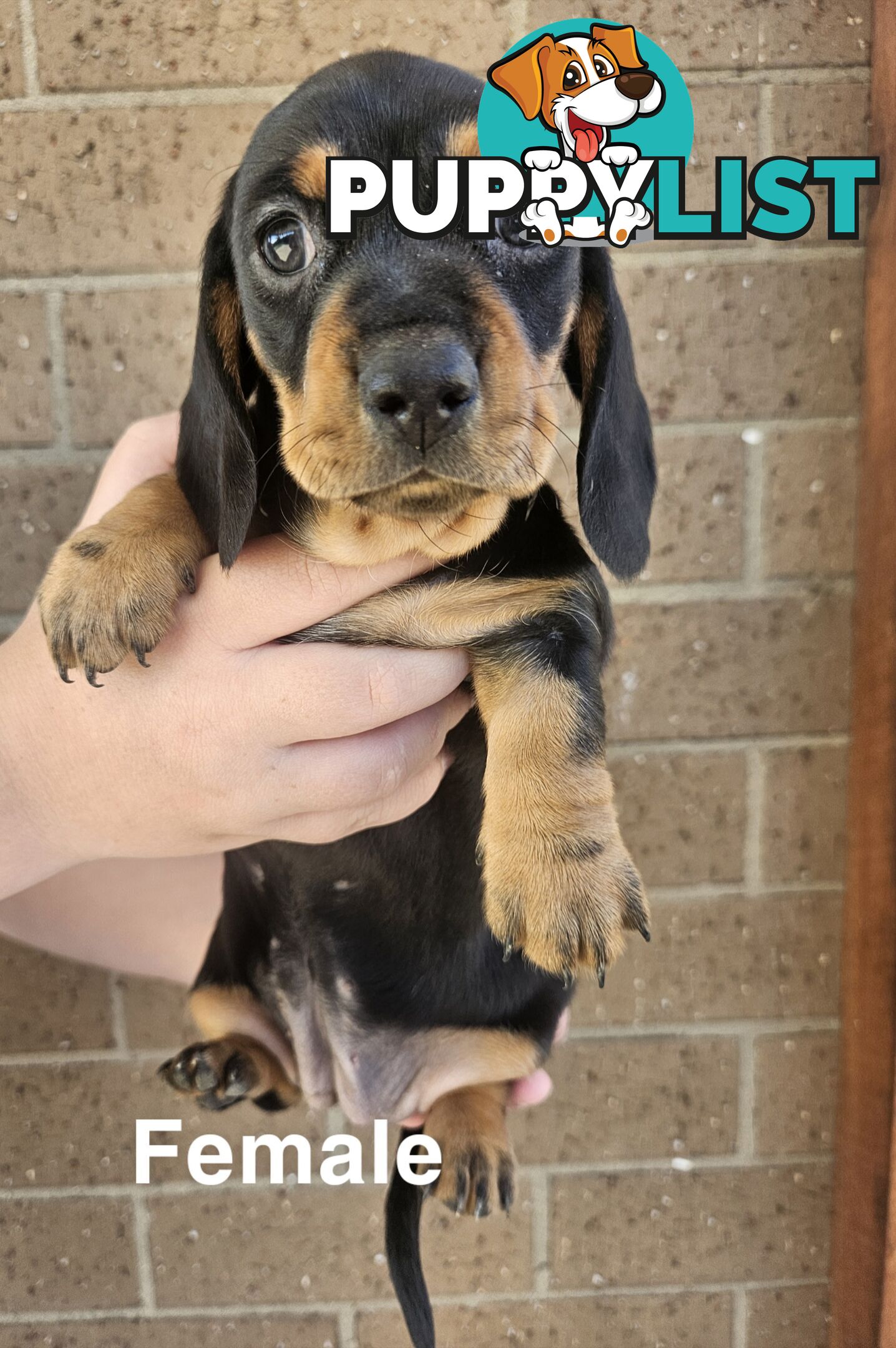 Miniature Dachsund Puppies