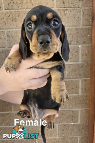 Miniature Dachsund Puppies