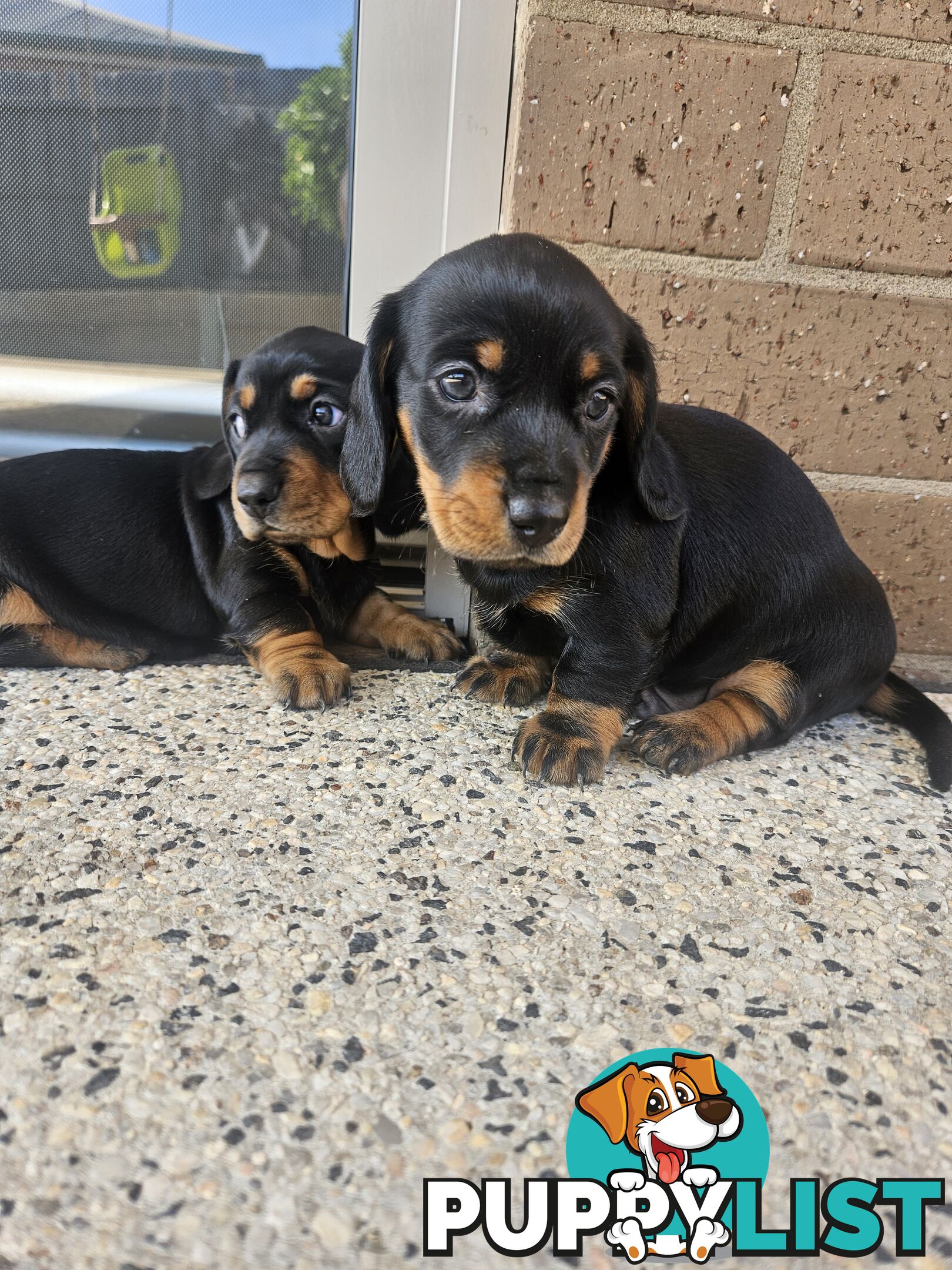 Miniature Dachsund Puppies