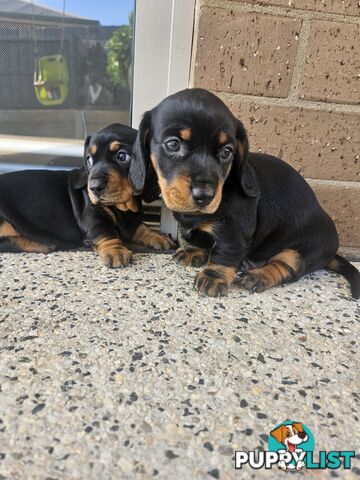 Miniature Dachsund Puppies