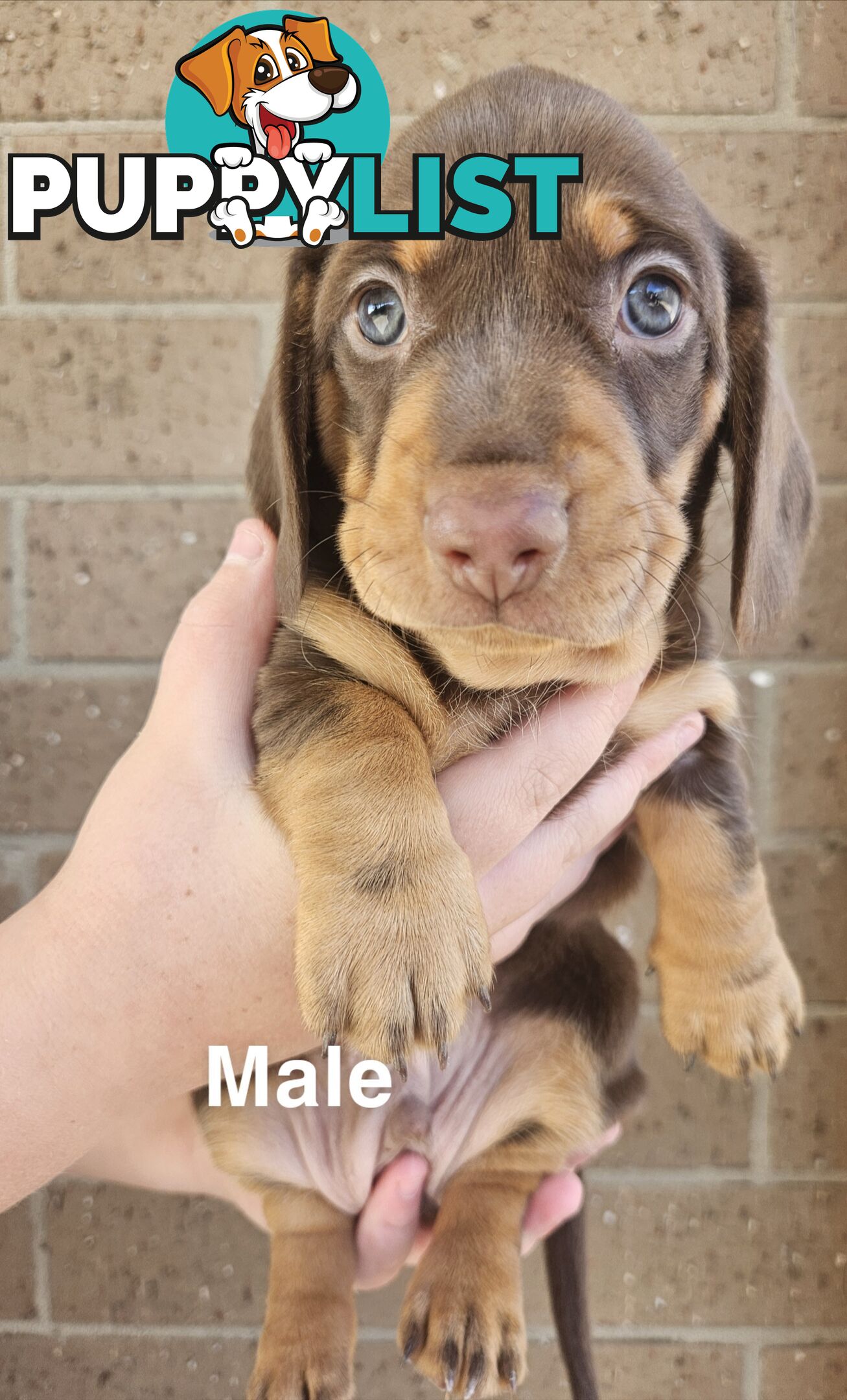 Miniature Dachsund Puppies